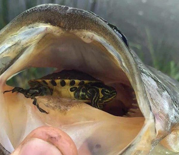 Where to find giant bass, Shad spawn tips, Cherry's issue