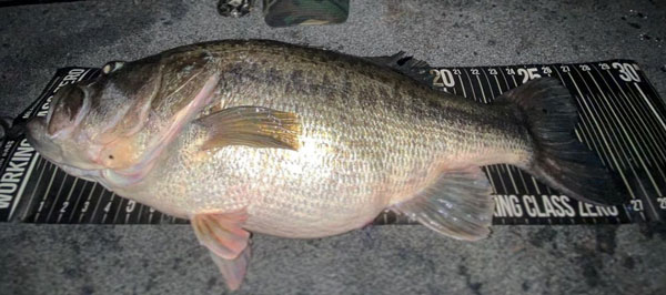 40 lb tourney limit!! All American baits, You s'more how you fish? –  BassBlaster