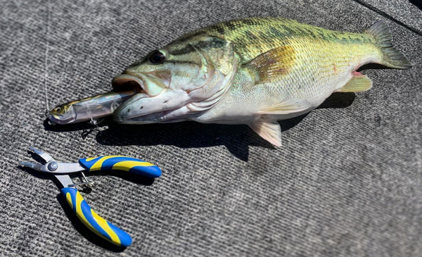Topwater Tricks! Toad Fishing For Summer Bass! — Tactical Bassin