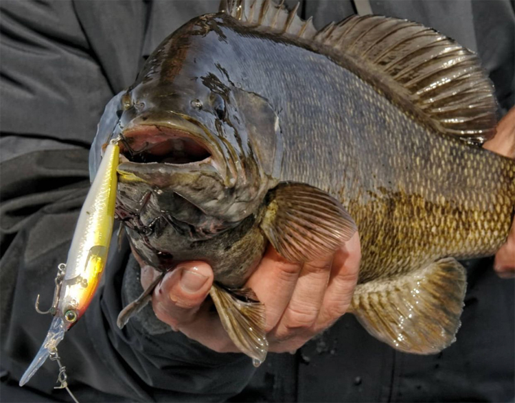 Has anyone here tried small swim jigs for river smallmouth, and if so how  did it go? : r/bassfishing