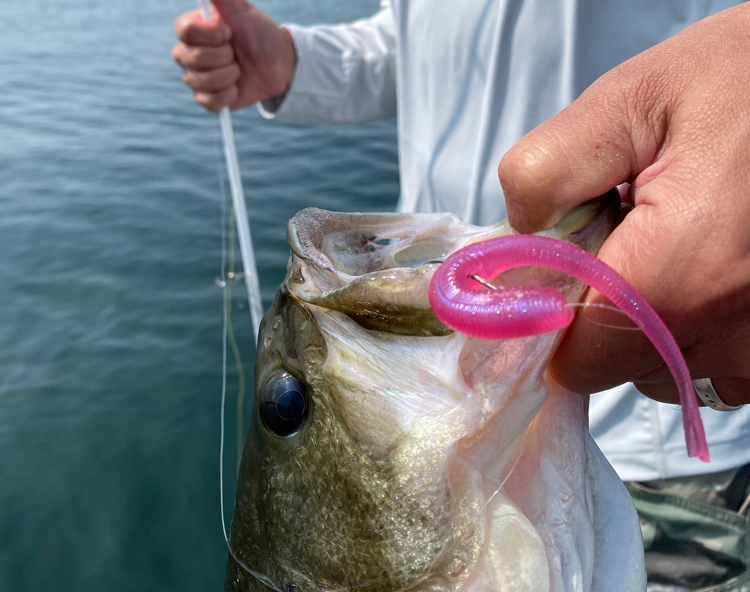Joey Nania's bait, More on the Nuki and spin jerkbaiting – BassBlaster