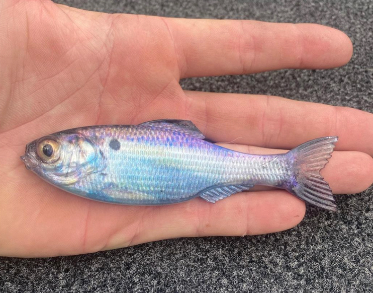 5” Backwater Blue stick worm, soft plastic bait, senko style, bass fishing